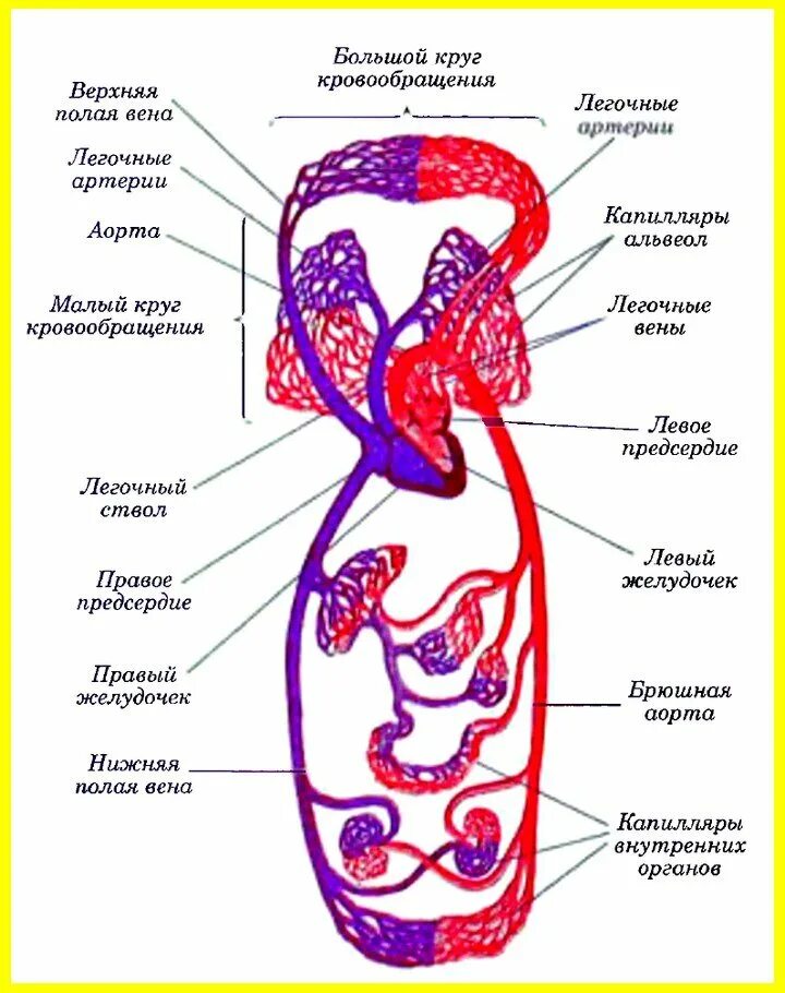 Кровообращение рисунок. Схема строения большого круга кровообращения. Циркуляция крови в организме человека схема. Логическая схема сосуды малого круга кровообращения. Большой круг кровообращения анатомия схема.