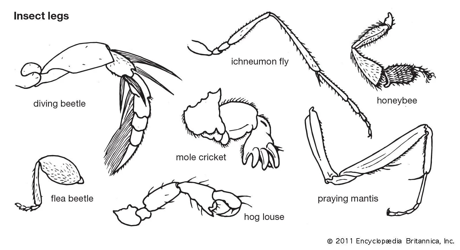 Insect legs. Типы строения конечностей насекомых таблица. Схема строения конечности насекомого. Типы ходильных конечностей насекомых. Типы ног насекомых таблица.