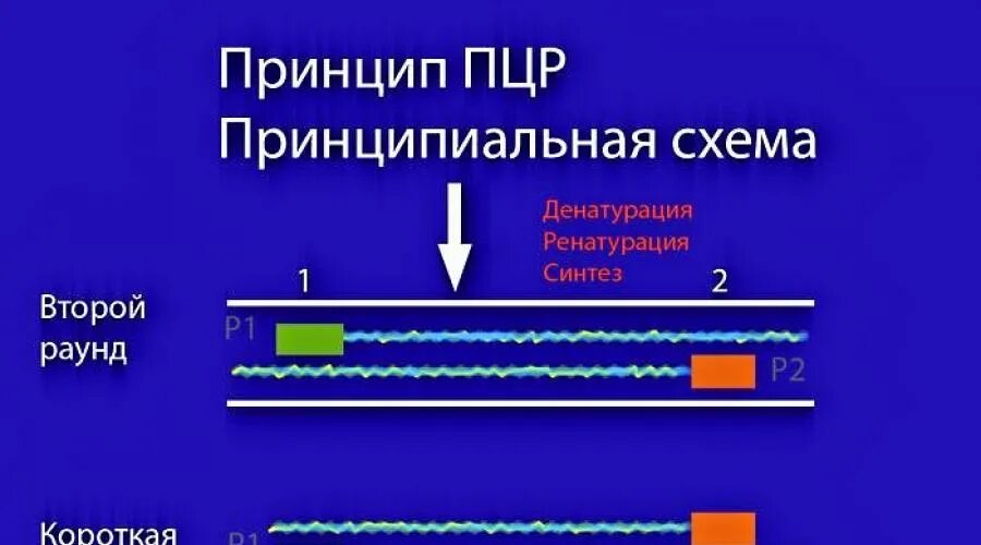 ПЦР ДНК ВИЧ. Метод взятия материала на ПЦР исследования. Полимеразная цепная реакция (ПЦР) ВИЧ инфекции. Метод ПЦР ВИЧ.