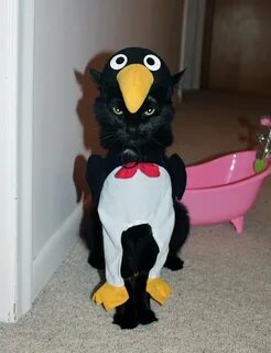 Котик пингвин