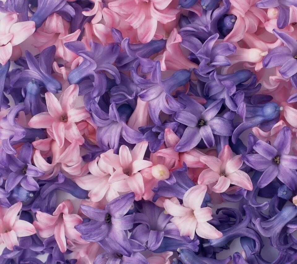 Purple ground