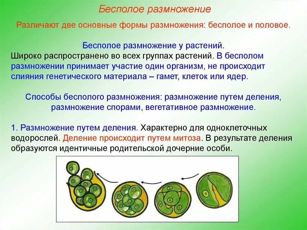 Гибриды полового размножения. Без плое размножение растений. Бесполое размножение растений. Бесполое размнодение у раст. Половое и бесполое растения.