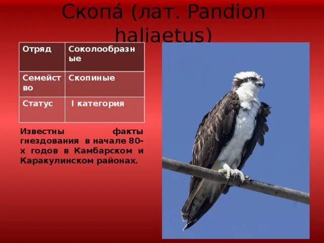 Красная книга удмуртии животные. Красная книга Удмуртии птица Скопа. Птицы красной книги Удмуртии. Животные Удмуртии занесенные в красную книгу. Краснокнижные птицы Удмуртии.