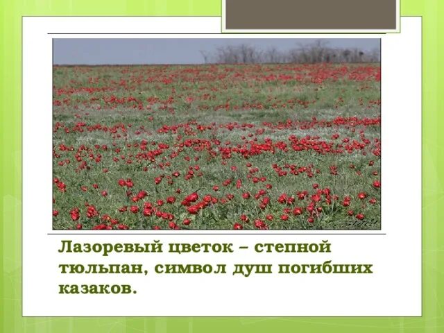 Лазоревая степь содержание. Лазоревая степь шолохов. лазоревый цветок. лазорики в степи. цветы в степи название.