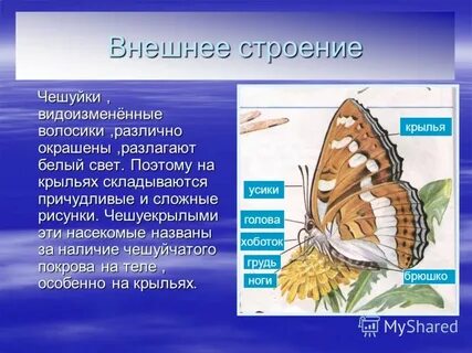 Внешнее строение чешуйчатых