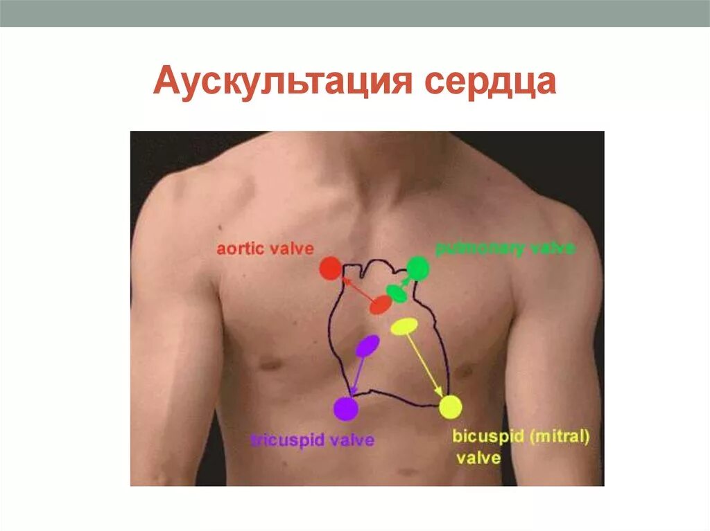 Аускультация сердца алгоритм. Аускультация сердца. пускультация сердцасердца. выслушивание сердца. точки аускультации сердца.