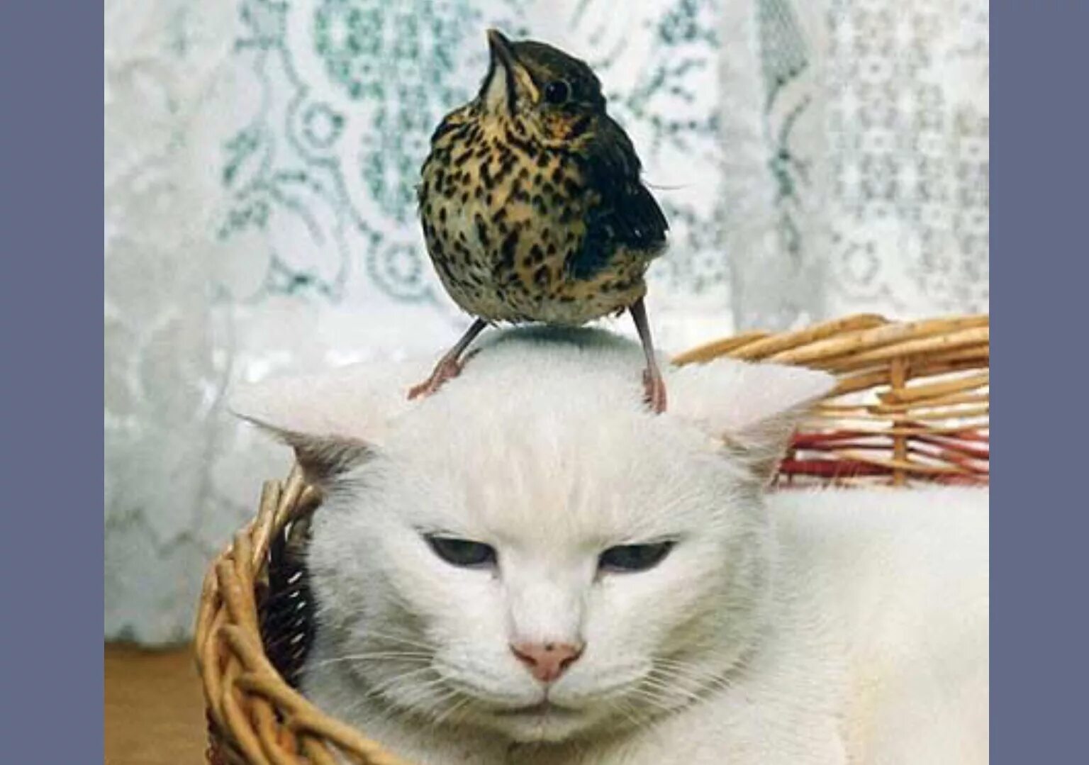 Кот с птицей на голове. Птички для кошек. Кот и Воробей. Котик и птичка.