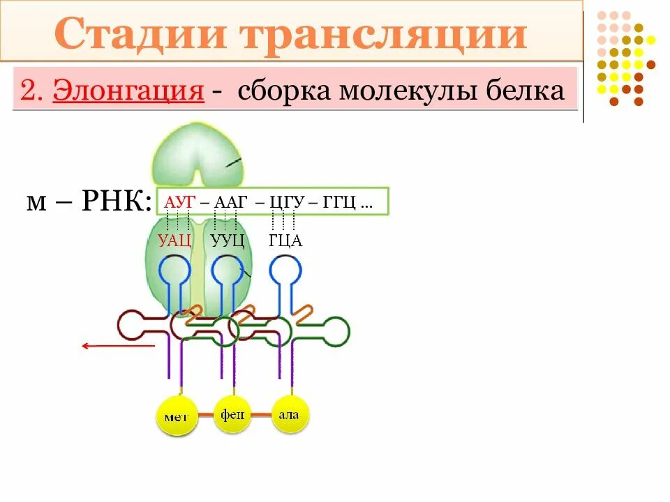 Синтез молекул белка из аминокислот. Синтез белка трансляция этапы. этапы биосинтеза белка схема биохимия. этапы трансляции биосинтеза белка. элонгация синтеза белка.