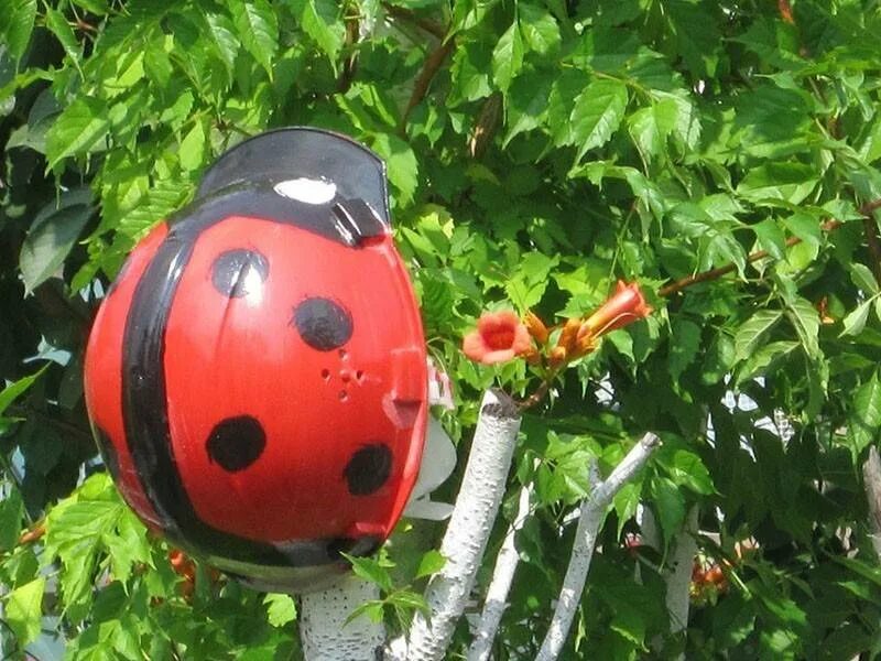 Божья коровка из каски строительной. Божья коровка из каски строительной. Поделки из каски. Божья коровка из каски строительной. Коровка из строительной каски.