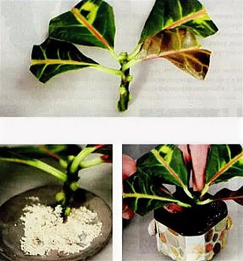 Кротон Кодиеум прищипка. Кротон Росток. Кодиеум Кротон размножение листом. Черенки кротона Кодиеум. Кротон размножение черенками