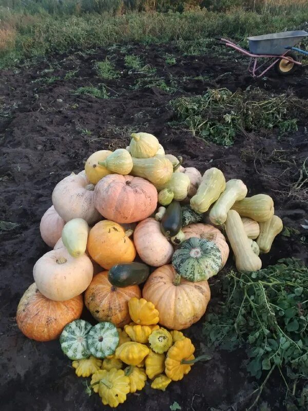 урожай тыквы. сложен урожай. поле пшеницы. сложен урожай. сложен урожай.