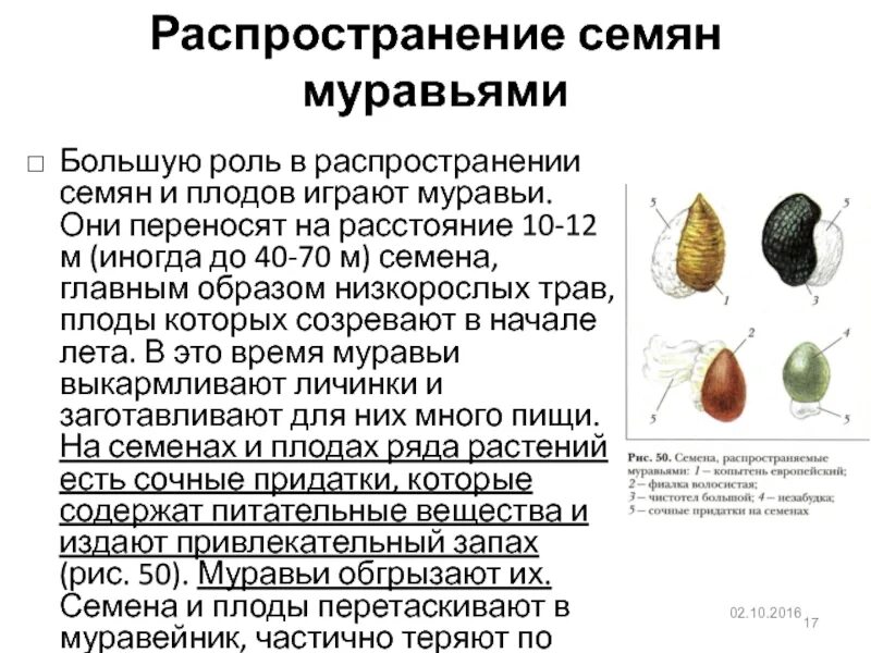 Распространение семян опыление. Сообщение распространение плодов и семян. распространение плодов и семян доклад 6 класс. доклад по биологии 6 класс на тему распространение плодов и семян. сообщение о распространении плодов.