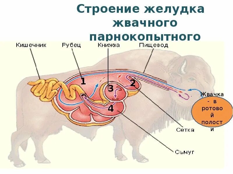 Желудок животных строение. Строение желудка жвачных. Строение желудка жвачных животных. Желудок жвачных млекопитающих. Строение желудка жвачного парнокопытного.