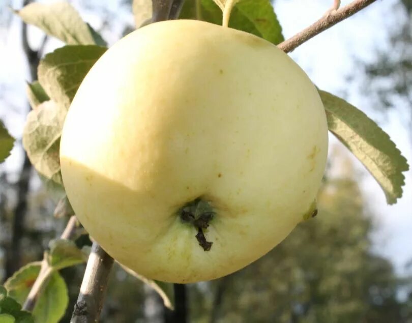 Форум народные сорта яблонь. Яблоня московское позднее. Яблоня народное фото. Форум народные сорта яблонь. Форум народные сорта яблонь.