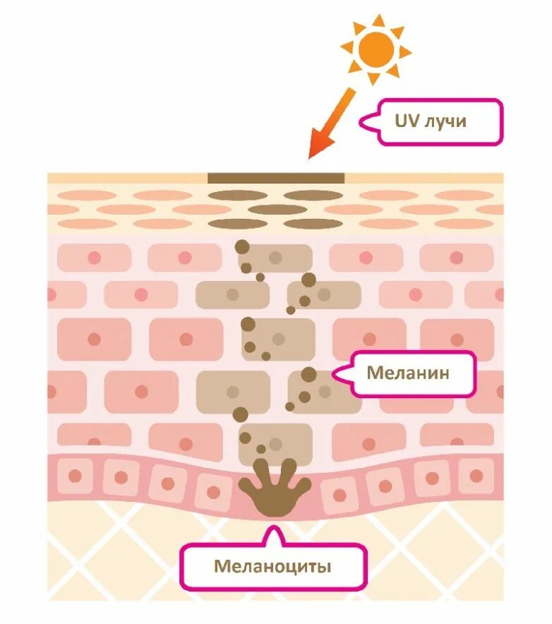 Пигмент кожи меланин находится. Меланин схема кожи. Строение кожи меланин. Клетки меланоциты в коже. Строение кожи меланин пигмент.