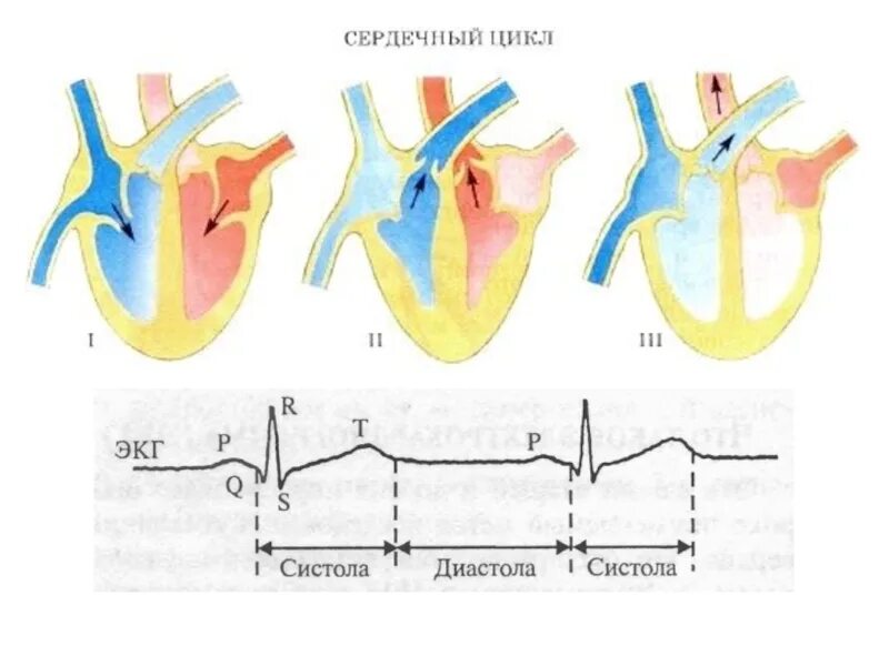 Сердечный цикл сколько. Фазы сердечного цикла на экг. сердечный цикл на кардиограмме. систола и диастола на экг. систола предсердий на экг.