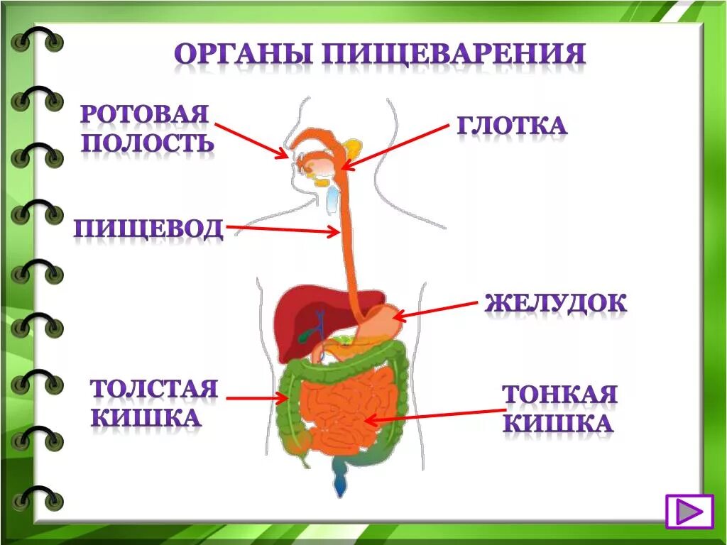 Желудок и полость рта. Пищеварительная система человека 3 класс. Пищеварительная система 3 класс таблица. Пищеварительная система человека для детей 3 класса. Строение пищеварительной системы человека схема для детей.