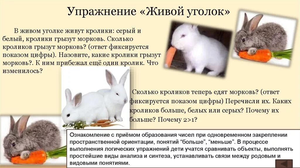 Кролик живой уголок. Кролик в живом уголке. Таблица породы кроликов домашних. Сообщение о кролике. Рассказ про кролика.