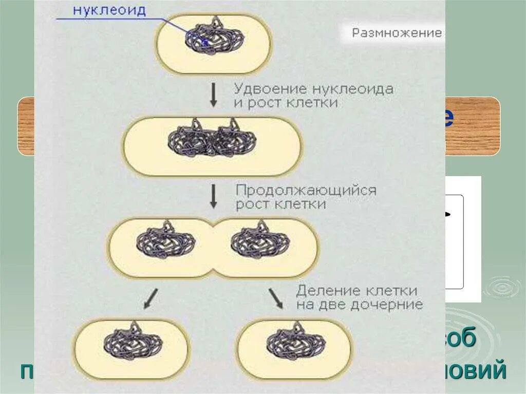 Размножение бактерий примеры. Размножение бактерий схема. Этапы размножения бактериальной клетки. Схема размножения бактериальной клетки. Фазы деления бактерий.