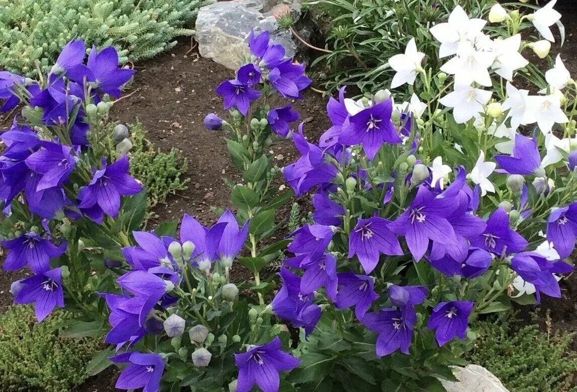 Beautiful Purple and White Flower Garden