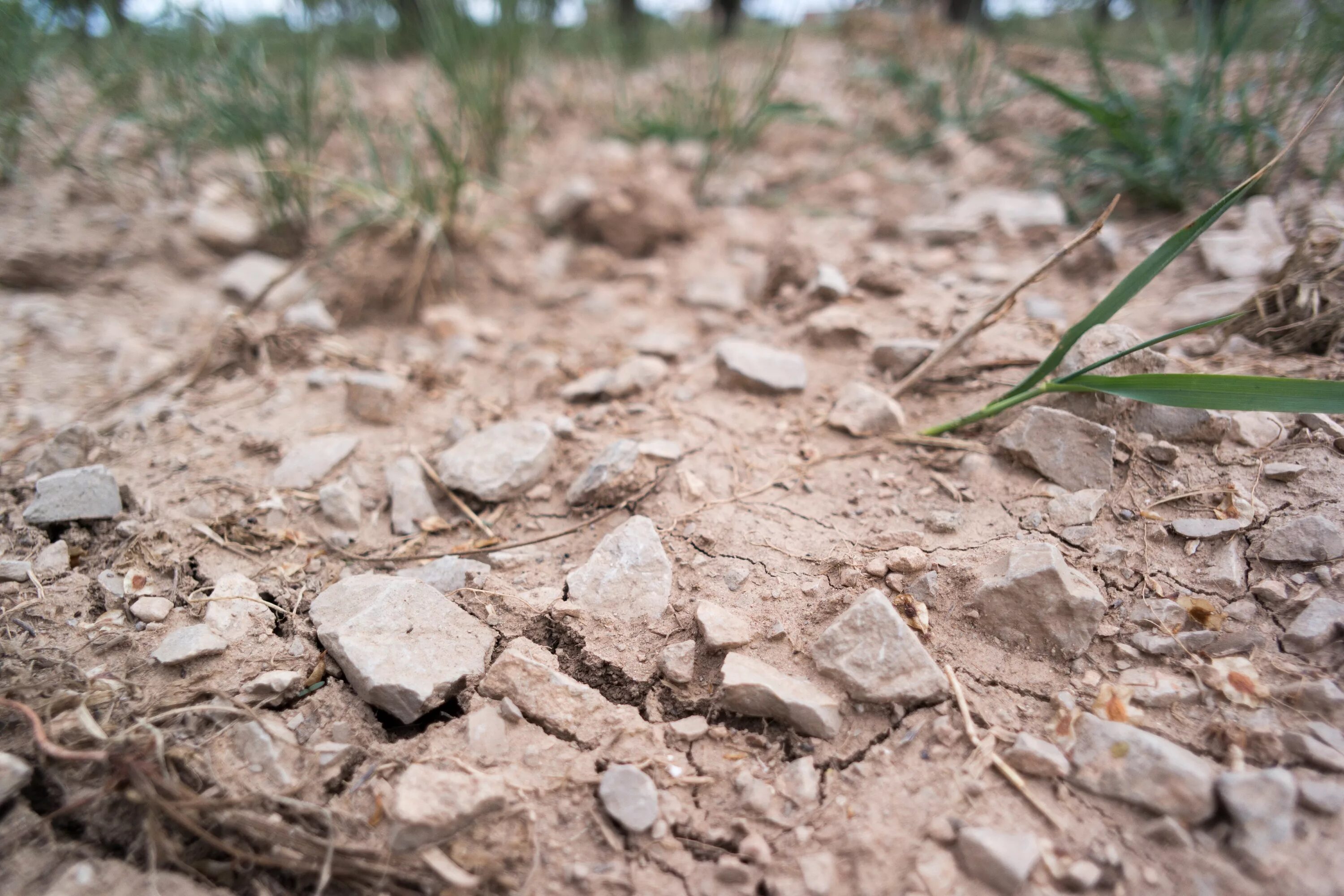 Почвенная засуха. Почвенная фауна. Приднестровье засуха. Засуха в Краснодарском крае.
