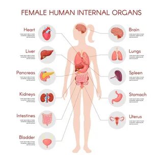 Human body anatomy, vector woman internal organ poster. Medical infographic illu