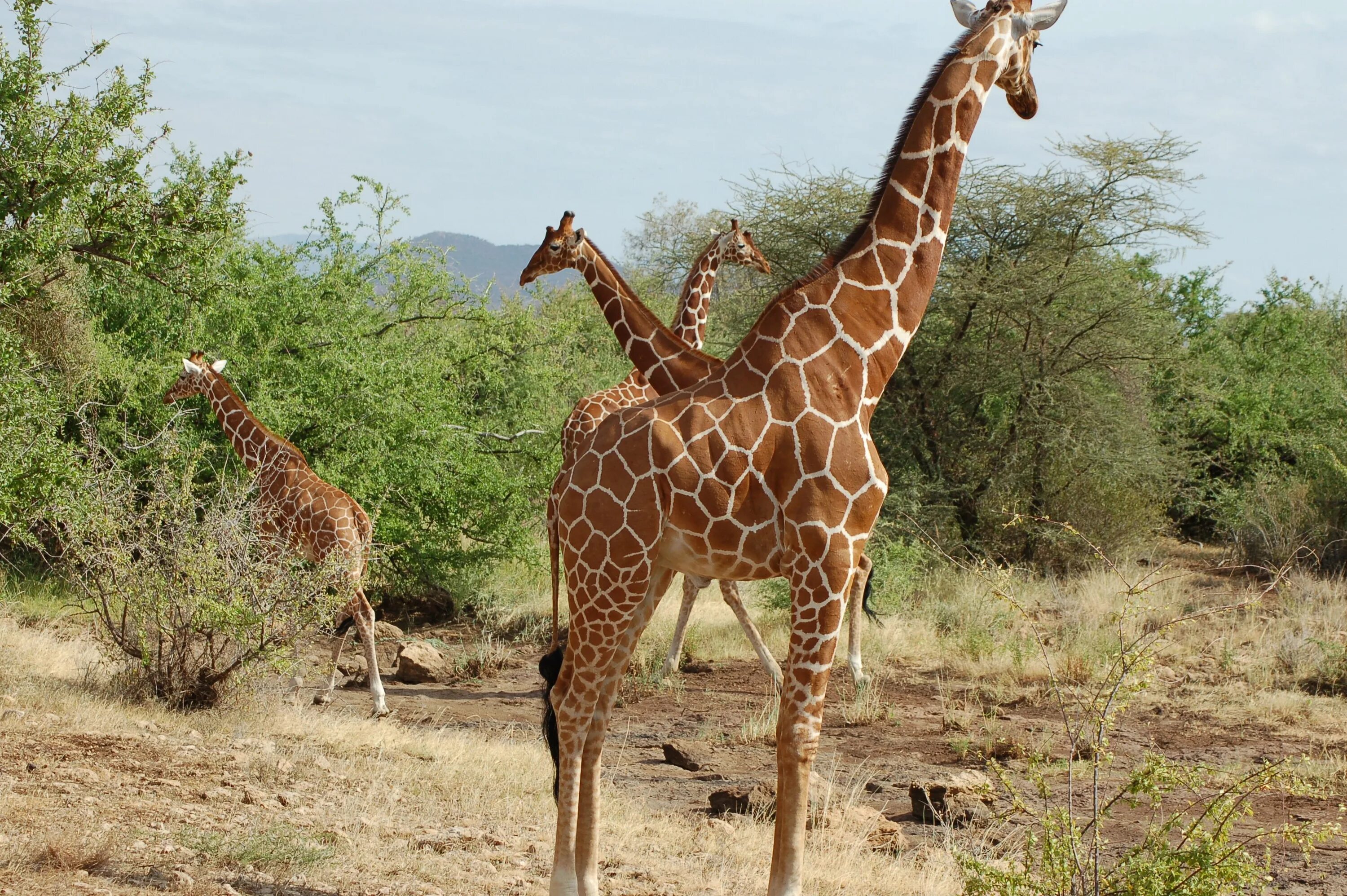 Ангольский Жираф. Родезийский Жираф. Южноафриканский Жираф. Жирафы в цаво.
