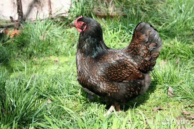 Blue Barnevelder hen Chicken breeds, Fancy chickens, Chickens backyard