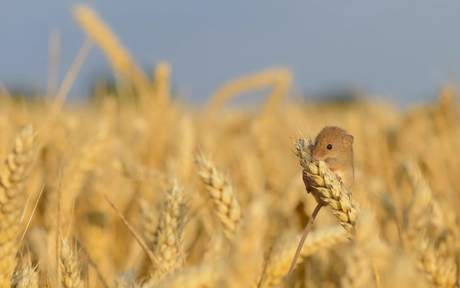 Желтая пшеница серый котенок. Обитатели пшеничного поля. Животные в пшеничном поле. Пшеничное поле Грызуны. Мышь в поле.