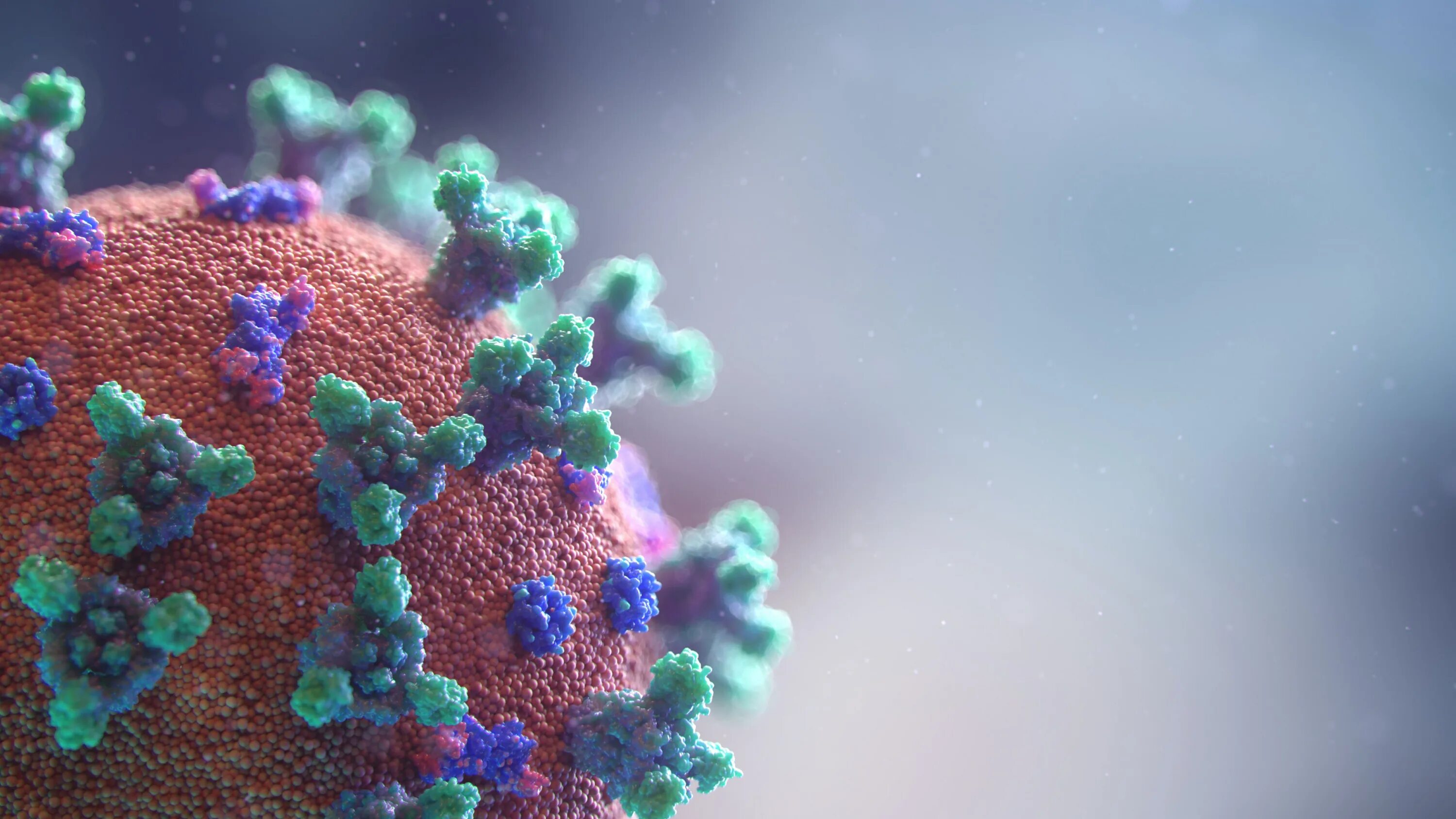 Ковид coronavirus. Коронавирус Covid-19. Бактерия Covid-19. Бактерия ковид 19. Сайт коронавируса рф