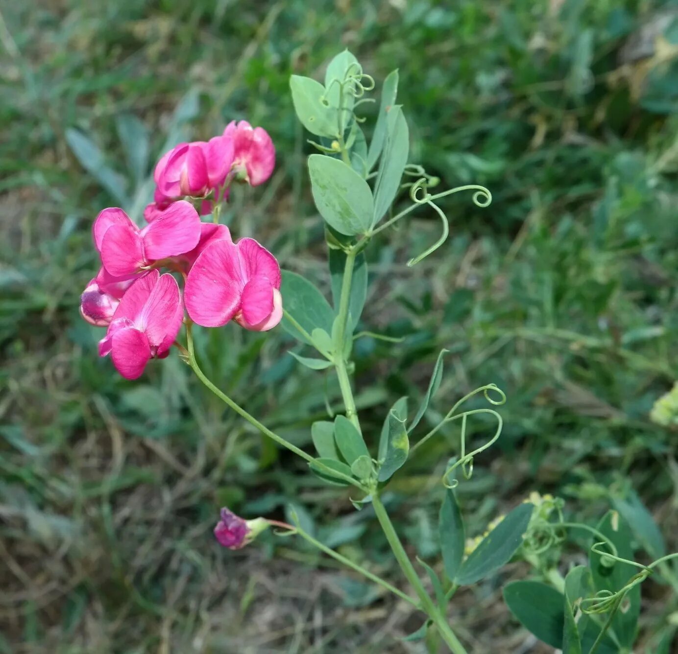 Сибирь чина. Чина клубневая (Lathyrus tuberosus l). Сорняк чина клубненосная. Чина Литвинова трава. Чина Луговая (Lathyrus pratensis).