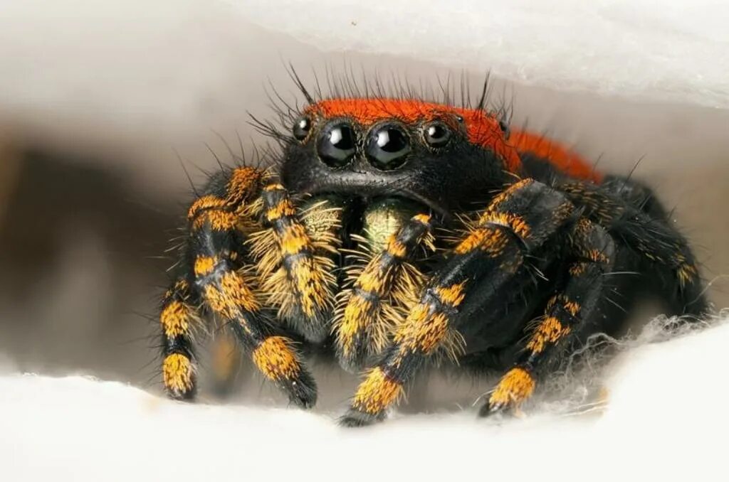 Пауки. Красивые пауки. Красивые паучки. Арахнология пауки.