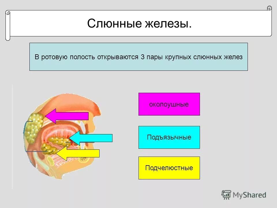 Какие функции выполняет ротовая полость