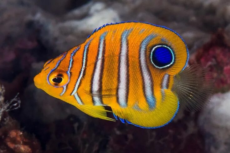 juvenile french angel, richard seaman Аквариумные рыбки, Морские существа, Экзот