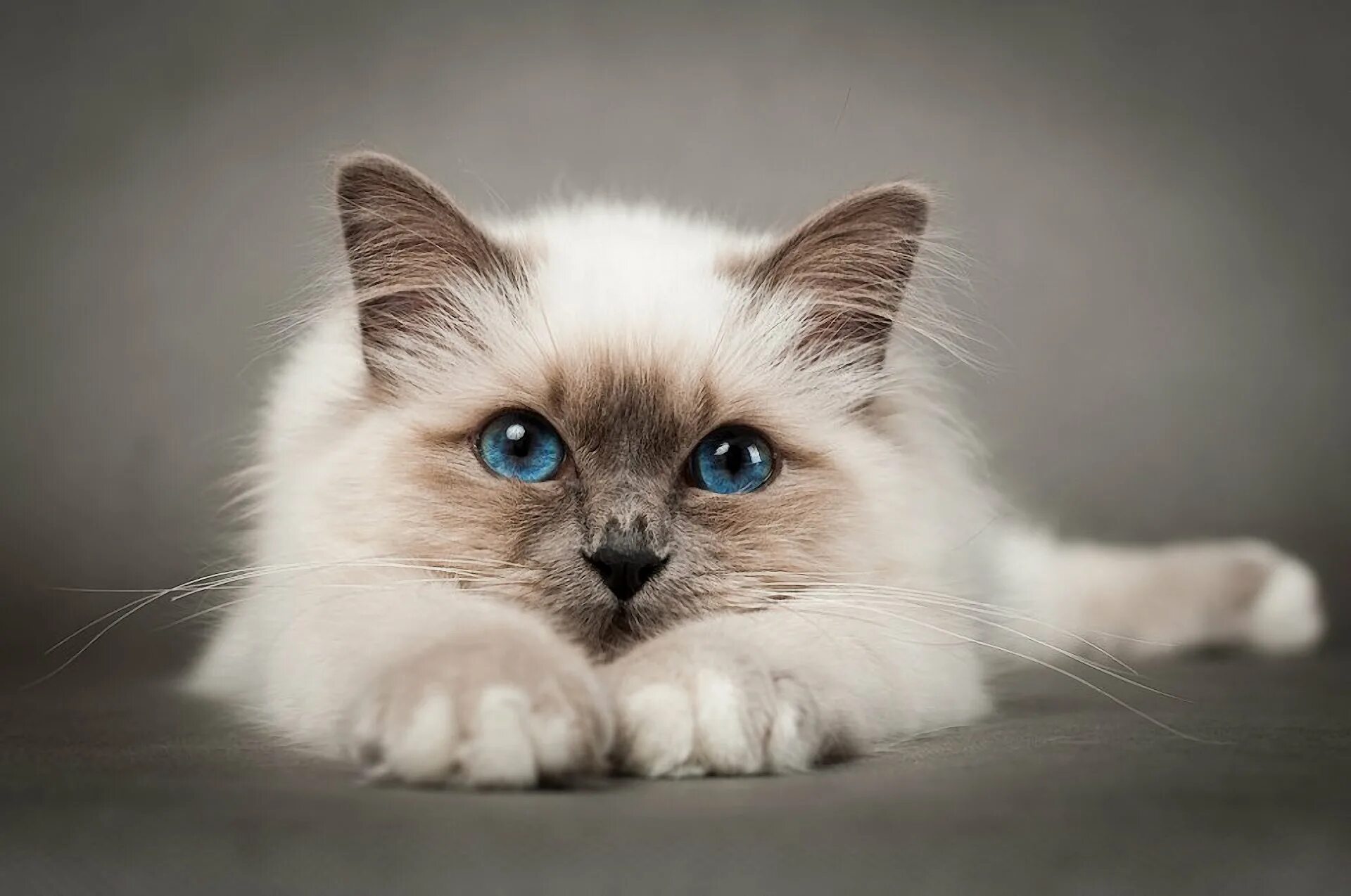 Котэ с голубыми глазами. Русский красивый кису. Красивые кошки. Киска. Katrine thyge.