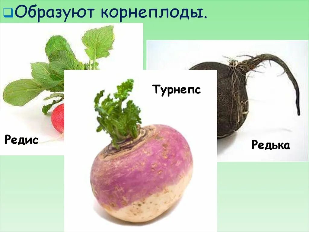 Редис двудольное