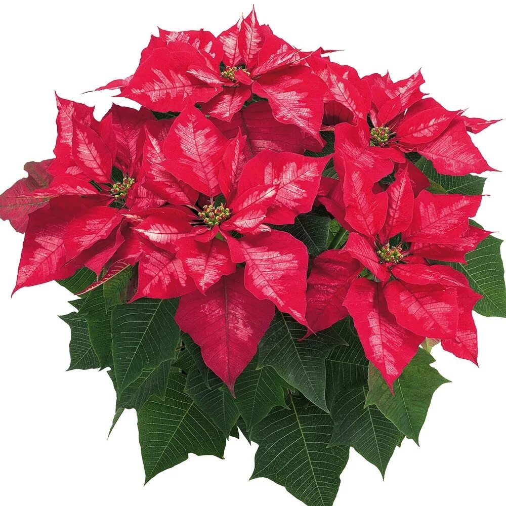 Пуансеттия рождественская звезда. Молочай - пуансеттия (рождественская звезда). Молочай рождественская звезда. Пуансеттия euphorbia pulcherrima. Красный цветок новогодний в горшке.