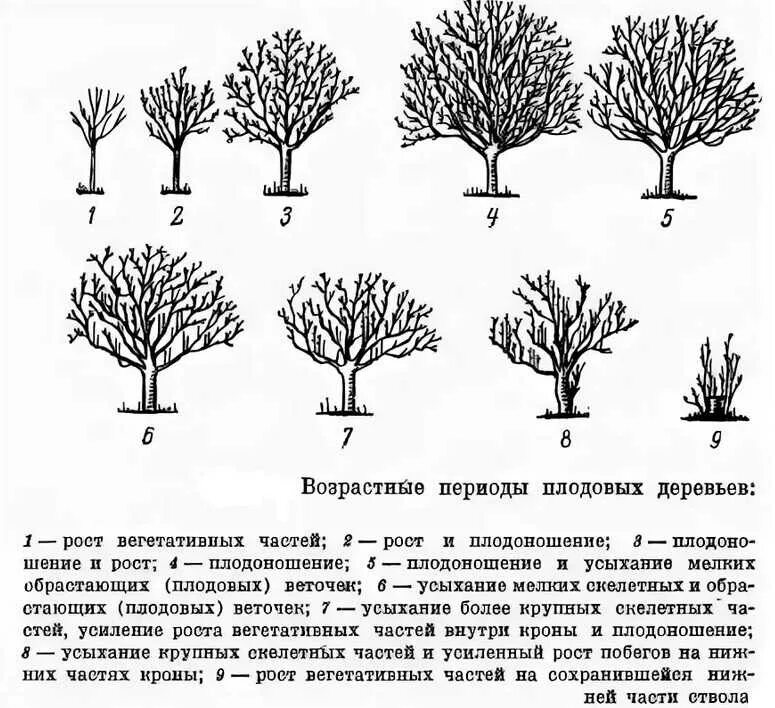 Таблица обрезки плодовых деревьев. Возрастные периоды жизни плодовых растений. Схема санитарной обрезки деревьев. Стадии цветения плодовых деревьев. Что такое вегетация деревьев