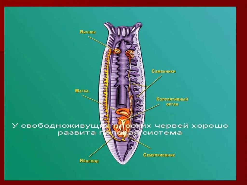 Внутреннее строение плоских. Половая система плоских червей 7 класс. Половая система плоских червей строение. Polovaya sistema система плоских червей. Гермафродитная половая система плоских червей.