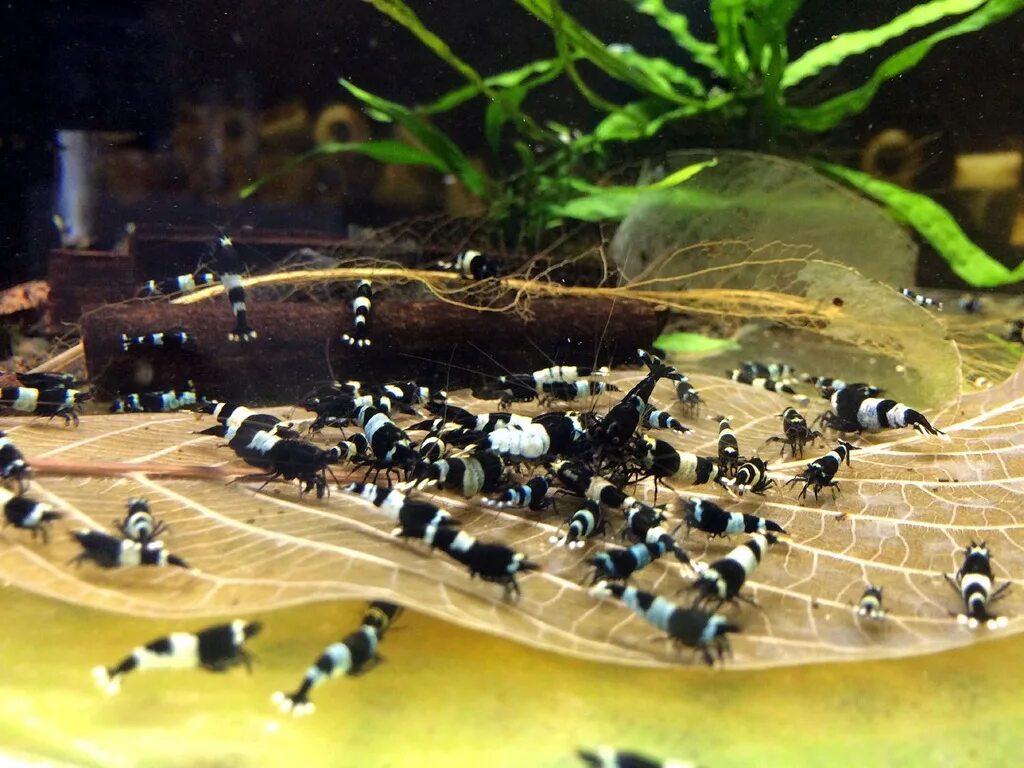 Креветки тайвань. Мопс пчела. Креветки тайвань. Панда. Креветки taiwan bee.