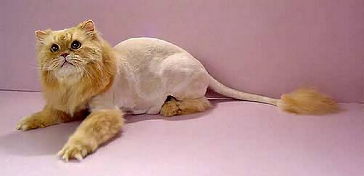 Кот лев. Стрижка кота под Льва. Стрижка кота подо Льва. Персидский кот стрижка под Льва. Кот стриженный под Льва.