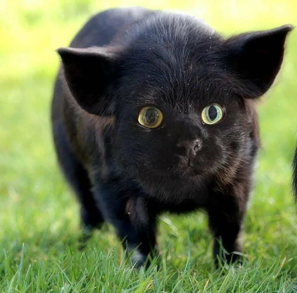 Текс песни ты похрж на кота. Накрашенная кошка. Похожа на кошку песня. Похожа на кошку песня. Успокаивающие звуки для котов.