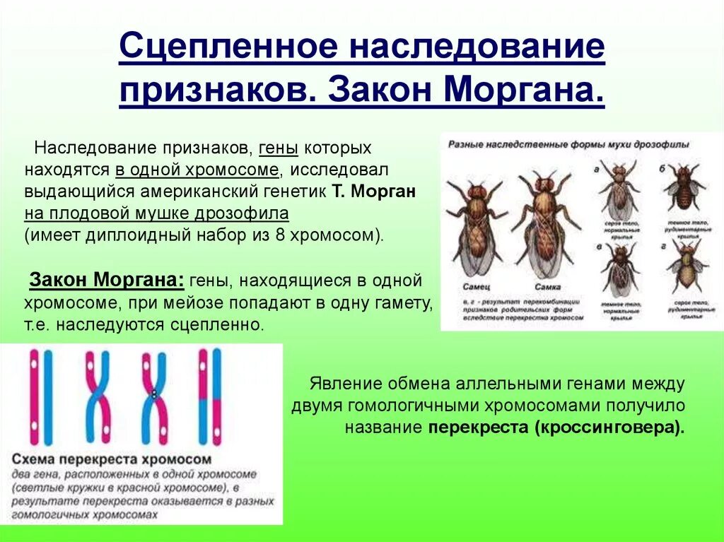 Закон сцепленного наследования т.Моргана. Закономерности наследования т. Моргана. Морган биология сцепленное наследование. Группа аллельных генов