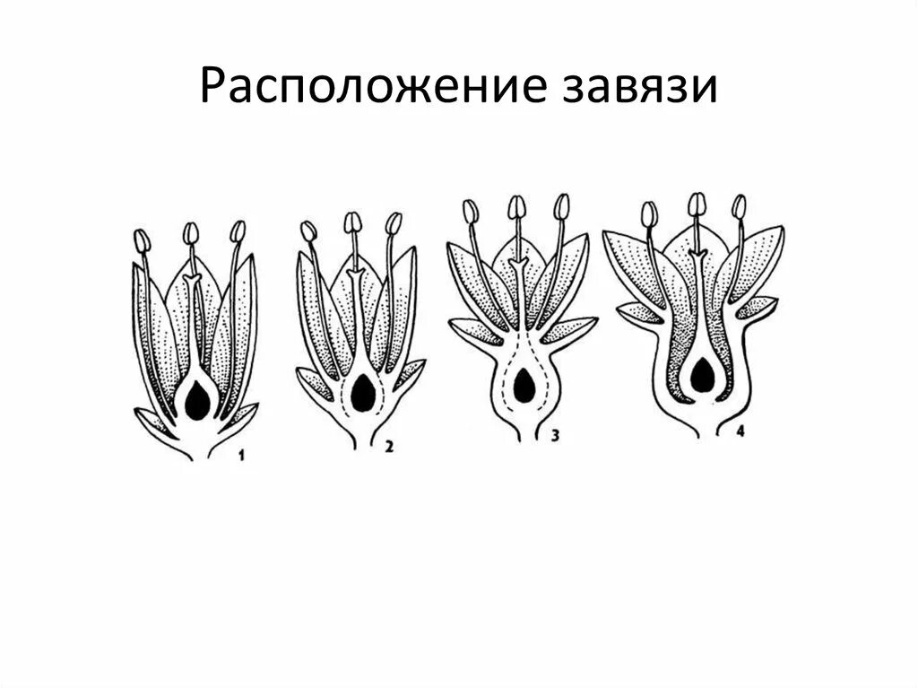 Где находится завязь у цветка. Расположение завязи. Расположение завязи в цветке. Плоды расположение завязи. Схема расположения завязей.