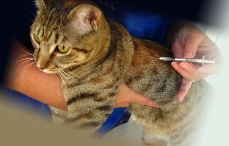 Где сделать бесплатную прививку кошкам. Вакцинация кошек. Прививка для кошек. Прививки от блох для кошек.