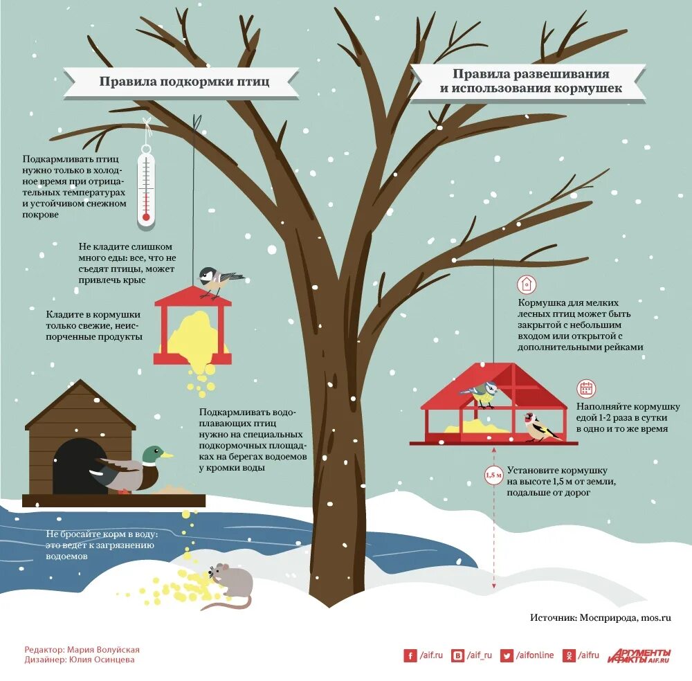 Что можно птицам зимой. Инфографика птицы зимой. Как правильно подкармливать зимующих птиц. Как правильно кормить птиц. Зимнее подкармливание птиц.