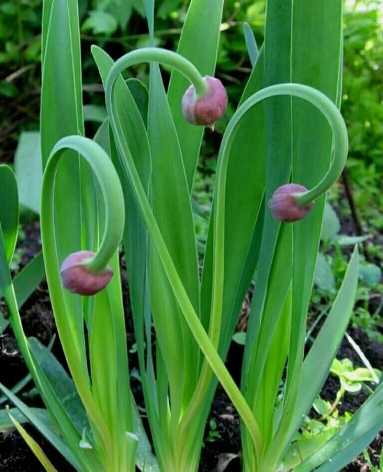 лук слизун широколистный. фиксай лук батун. лук-чеснок рокамболь. похожая на чеснок. сорт чеснока рокамболь.