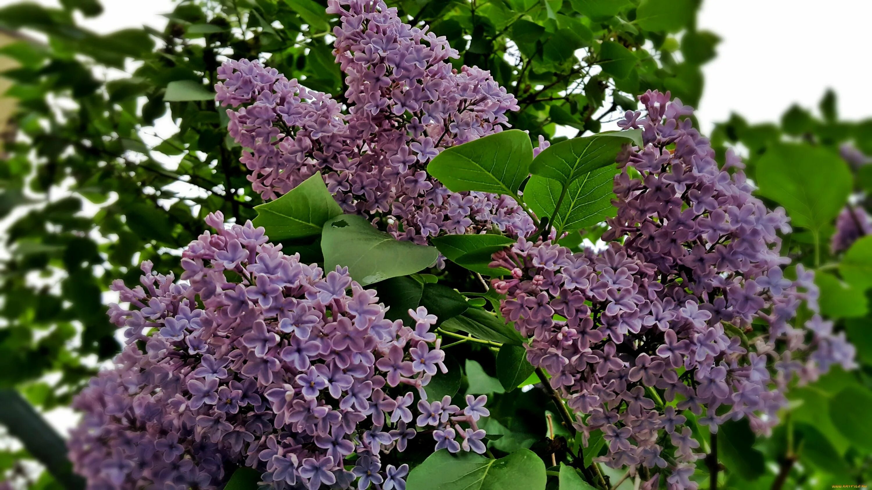 Сирень Джози. Сирень Кавур. Клен сирень