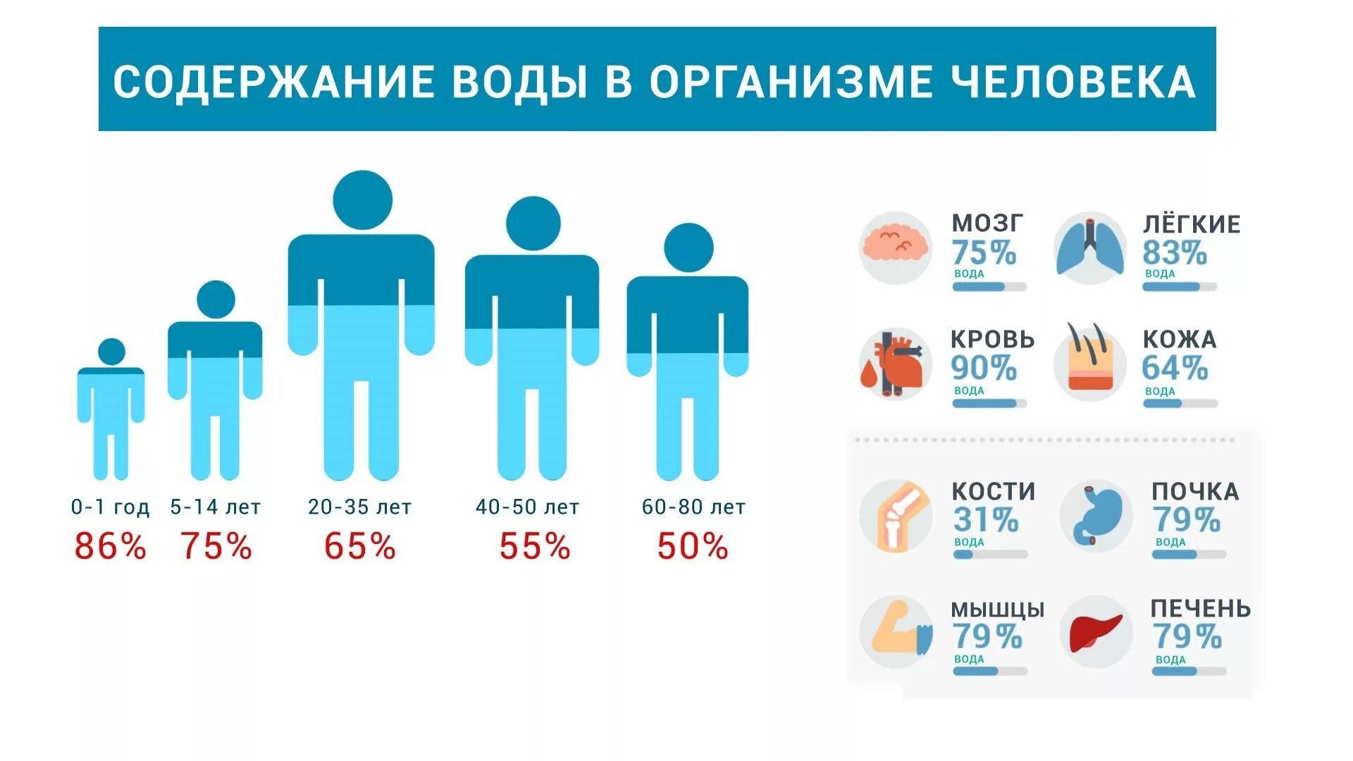 Увеличение воды в организме. Содержание воды в организме человека. Сколько процентов в доды в человеке. Содержание воды в организме человека в процентах. Сколько воды в организме человека.