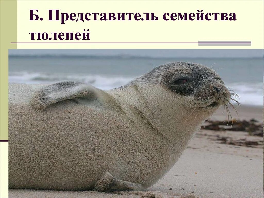 Семейство тюленей 5 букв. Тюлень обыкновенный европейский. Тюлень внешний вид. Настоящие тюлени phocidae. Тюлень среда обитания.